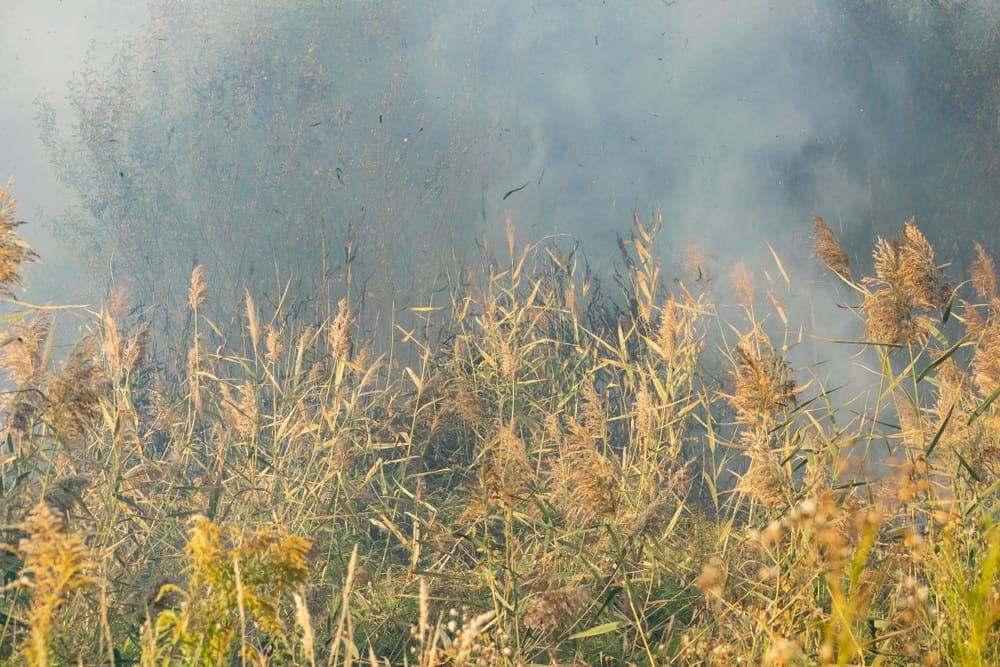 Peatland Wildfires at a 2,000-Year High | John Jaeger