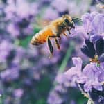 John Jaeger North Babylon Bee Pollination