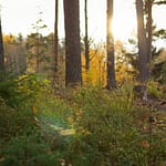 John Jaeger North Babylon Forest Biodiversity