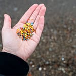 john jaeger north babylon Microplastics in Forest Soils
