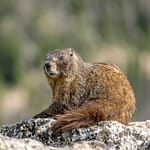 john jaeger north babylon Beavers as Carbon Sinks Environmental Research