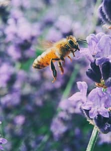 John Jaeger North Babylon Bee Pollination John Jaeger North Babylon Bee Pollination